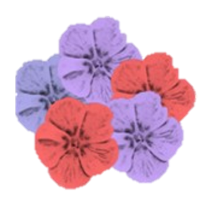 a cluster of phlox flowers representing all the colours of red and purple